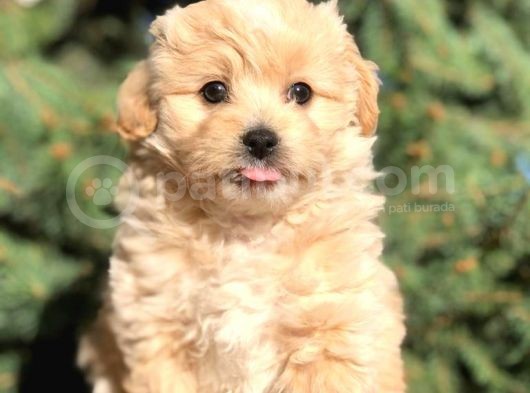 Yaramaz Afacan Maltipoo Iki Dişi Yavrumuz Teslime Hazır görsel
