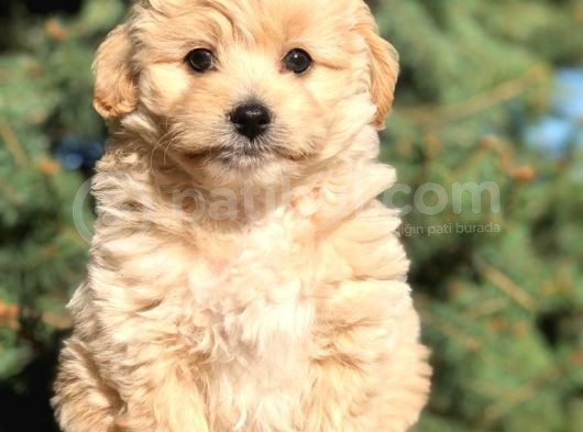 Yaramaz Afacan Maltipoo Iki Dişi Yavrumuz Teslime Hazır görsel
