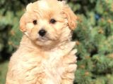 Yaramaz Afacan Maltipoo iki Dişi Yavrumuz Teslime Hazır