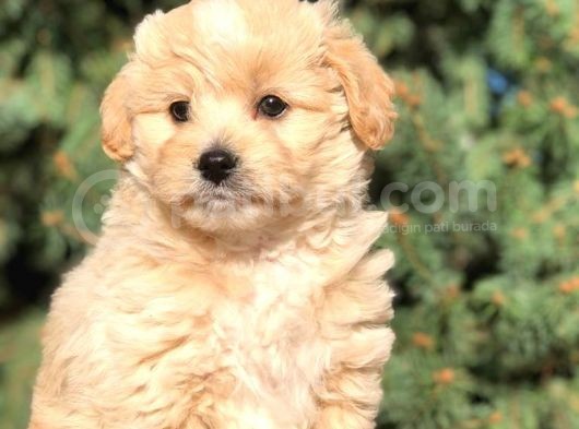 Yaramaz Afacan Maltipoo Iki Dişi Yavrumuz Teslime Hazır