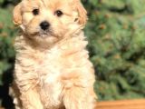 Yaramaz Afacan Maltipoo Iki Dişi Yavrumuz Teslime Hazır