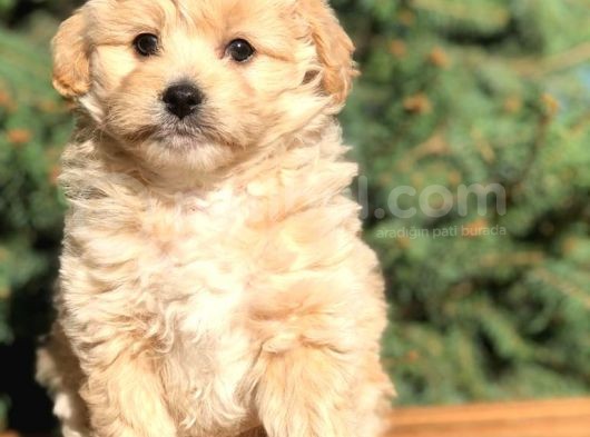 Yaramaz Afacan Maltipoo Iki Dişi Yavrumuz Teslime Hazır görsel