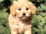 Yaramaz Afacan Maltipoo Iki Dişi Yavrumuz Teslime Hazır