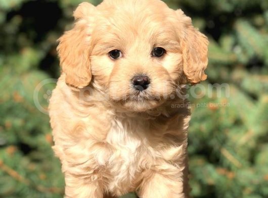 Yaramaz Afacan Maltipoo Iki Dişi Yavrumuz Teslime Hazır görsel
