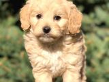 Yaramaz Afacan Maltipoo Iki Dişi Yavrumuz Teslime Hazır