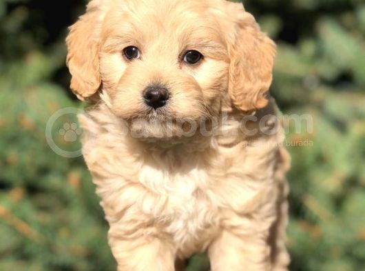 Yaramaz Afacan Maltipoo Iki Dişi Yavrumuz Teslime Hazır görsel