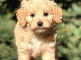 Yaramaz Afacan Maltipoo Iki Dişi Yavrumuz Teslime Hazır
