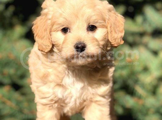 Yaramaz Afacan Maltipoo Iki Dişi Yavrumuz Teslime Hazır görsel