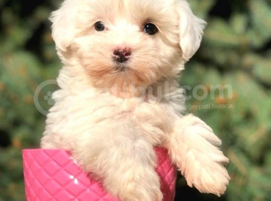 X Small Erkek Dişi  Maltipoo Yavrularımız Teslime Hazır