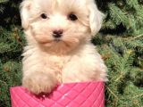 X Small Erkek Dişi  Maltipoo Yavrularımız Teslime Hazır