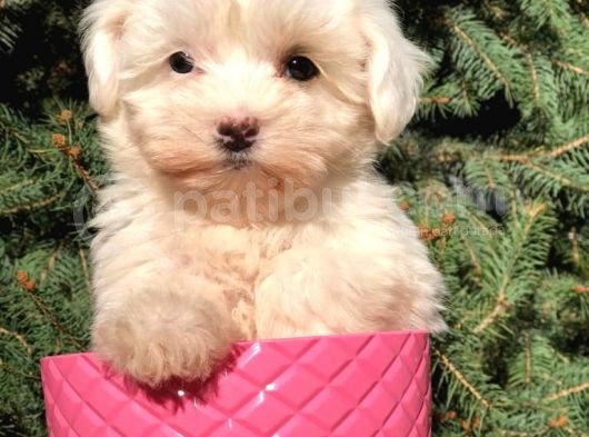 X Small Erkek Dişi  Maltipoo Yavrularımız Teslime Hazır görsel