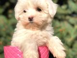 X Small Erkek Dişi  Maltipoo Yavrularımız Teslime Hazır