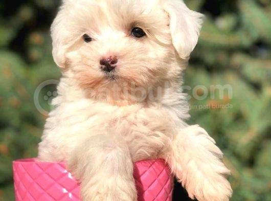 X Small Erkek Dişi  Maltipoo Yavrularımız Teslime Hazır görsel