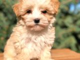 X Small Erkek Dişi  Maltipoo Yavrularımız Teslime Hazır