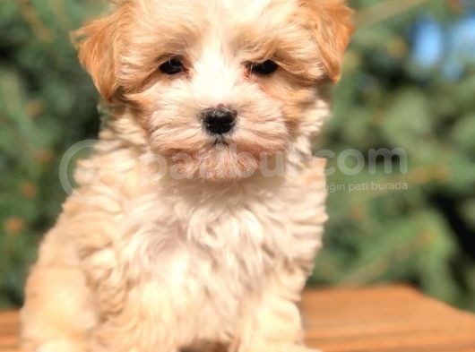 X Small Erkek Dişi  Maltipoo Yavrularımız Teslime Hazır görsel