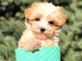 X Small Erkek Dişi  Maltipoo Yavrularımız Teslime Hazır