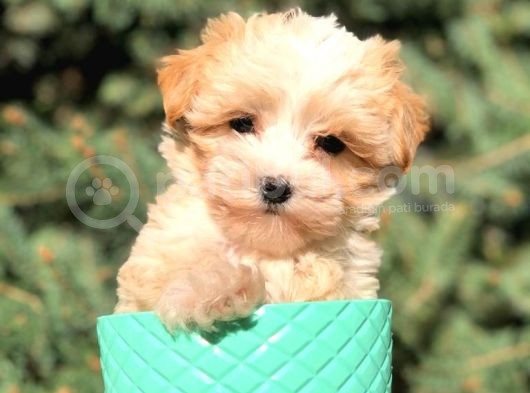 X Small Erkek Dişi  Maltipoo Yavrularımız Teslime Hazır görsel