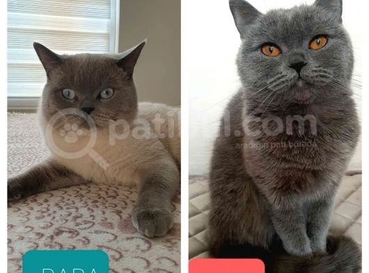 Rengarenk Patiler Yeni Yuvalarını Bekliyorr görsel