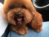Kırmızı Toy Poodle Gerçek Her Bütçeye Uygun Garantili Safkan