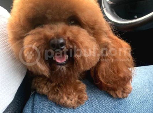 Kırmızı Toy Poodle Gerçek Her Bütçeye Uygun Garantili Safkan görsel