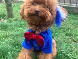 Kırmızı Toy Poodle Gerçek Her Bütçeye Uygun Garantili Safkan