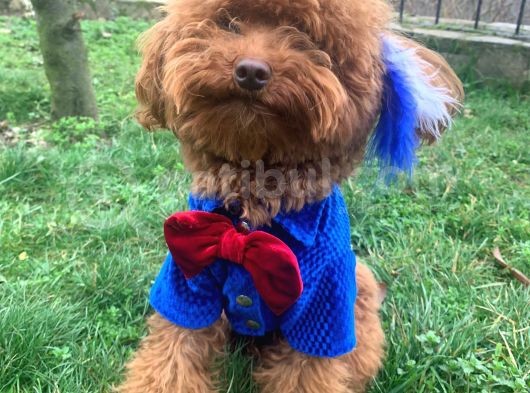 Kırmızı Toy Poodle Gerçek Her Bütçeye Uygun Garantili Safkan