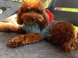 Kırmızı Toy Poodle Gerçek Her Bütçeye Uygun Garantili Safkan