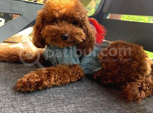 Kırmızı Toy Poodle Gerçek Her Bütçeye Uygun Garantili Safkan görsel