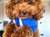 Kırmızı Toy Poodle Gerçek Her Bütçeye Uygun Garantili Safkan