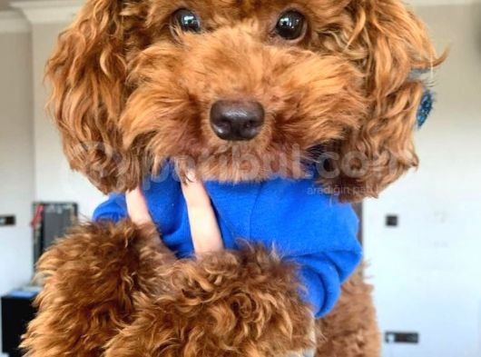 Kırmızı Toy Poodle Gerçek Her Bütçeye Uygun Garantili Safkan görsel