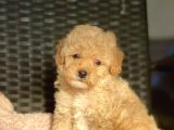 Show Kali̇te Toy Poodle Bebekler