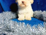 Xxsmal Maltipoo Bebeğim