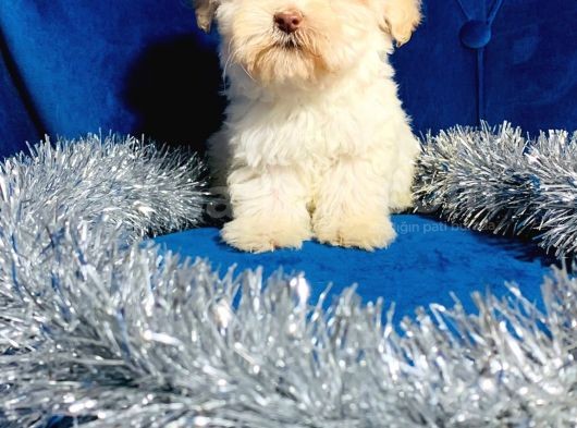 Xxsmal Maltipoo Bebeğim