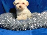 Xxsmal Maltipoo Bebeğim
