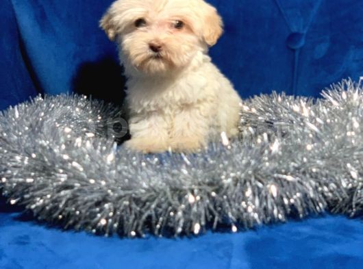 Xxsmal Maltipoo Bebeğim görsel