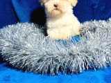 Xxsmal Maltipoo Bebeğim