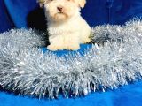 Xxsmal Maltipoo Bebeğim