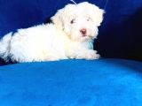 0 Numara Maltipoo Bebeklerim