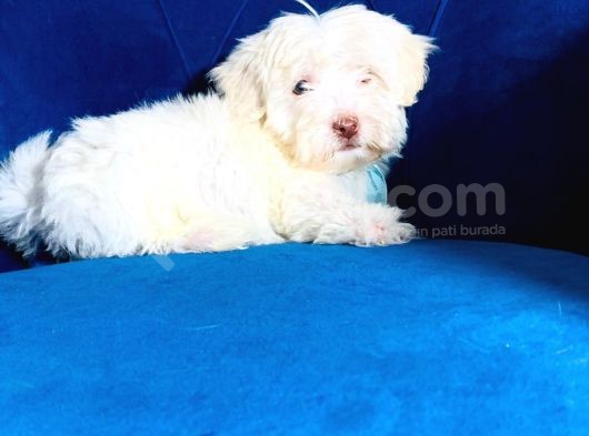 0 Numara Maltipoo Bebeklerim görsel