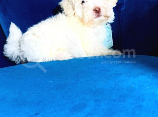 0 Numara Maltipoo Bebeklerim görsel