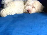 0 Numara Maltipoo Bebeklerim