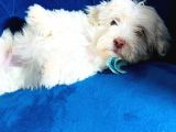 0 Numara Maltipoo Bebeklerim