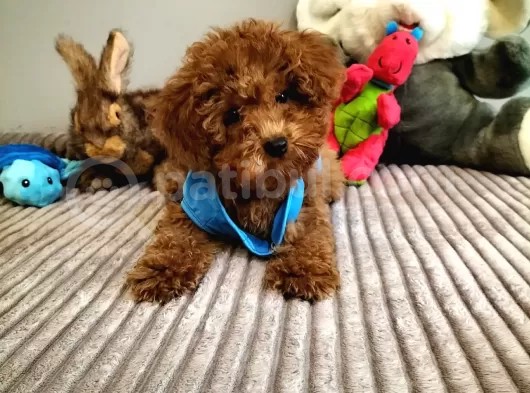 3,5 Aylik Orjinal Erkek Toy Poodle Yavrumuz görsel