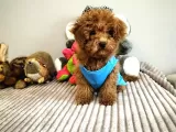 3,5 Aylik Orjinal Erkek Toy Poodle Yavrumuz