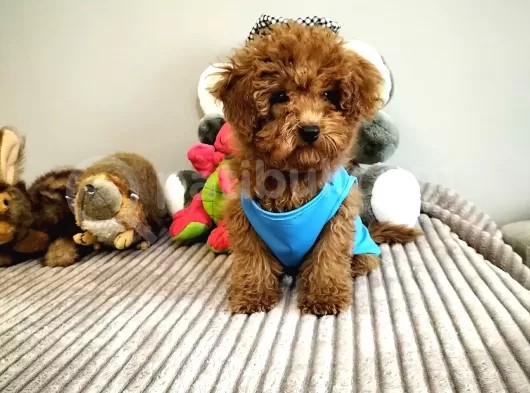 3,5 Aylik Orjinal Erkek Toy Poodle Yavrumuz görsel