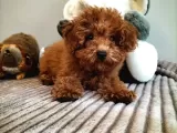 3,5 Aylik Orjinal Erkek Toy Poodle Yavrumuz