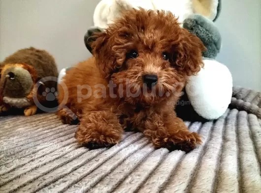 3,5 Aylik Orjinal Erkek Toy Poodle Yavrumuz görsel
