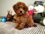 3,5 Aylik Orjinal Erkek Toy Poodle Yavrumuz