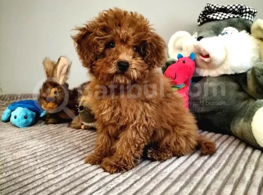 3,5 Aylik Orjinal Erkek Toy Poodle Yavrumuz