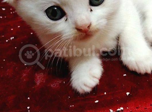 Beyaz Safkan Scottish Fold Yeni Ailesini Bekliyor görsel